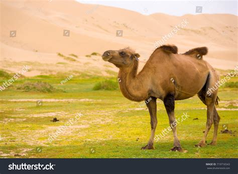 Camels Humps