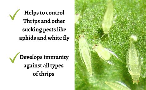 Utkarsh Thripoz | Natural Plants Extract Against Thrips | Natural Plant ...