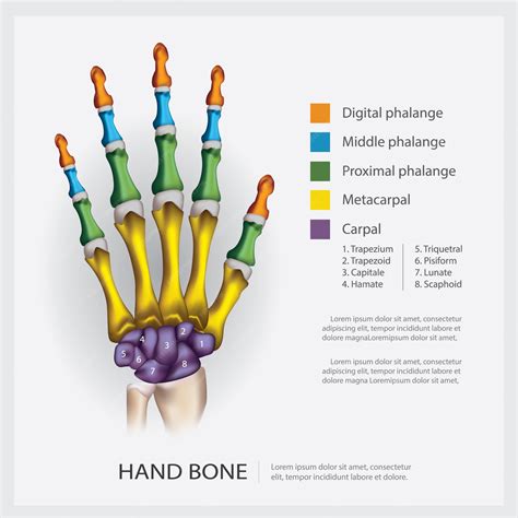 Anatomía humana, ilustración del hueso de la mano. | Vector Premium