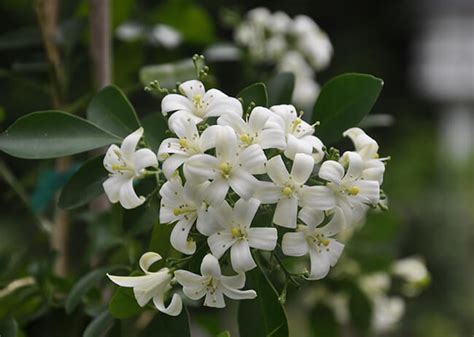 https://newsletter.styletips101.com/wp-content/uploads/2017/03/night-blooming-jasmine-in-garden.jpg