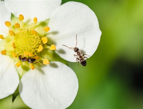 5 Benefits of Ants in Your Garden