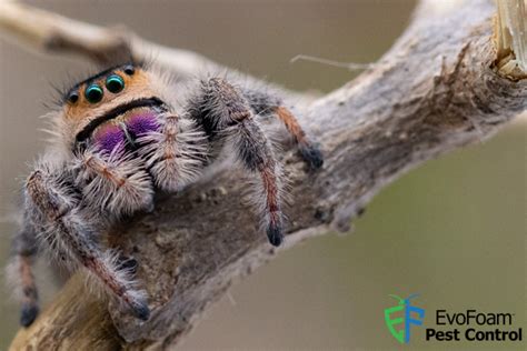 Jumping Spider Bite: Symptoms, Risks & Treatment Tips