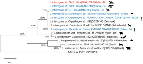 Detection of Leptospira interrogans DNA in Urine of a Captive Ocelot ...