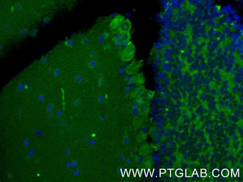 MOG antibody (83063-6-RR) | Proteintech