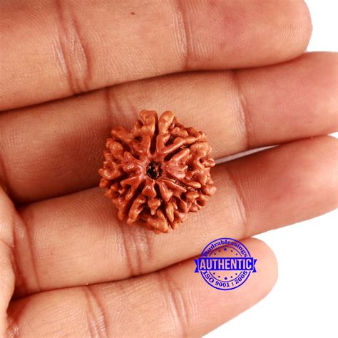 7 Mukhi Nepalese Rudraksha - Bead No 624 – Rudra and Sons