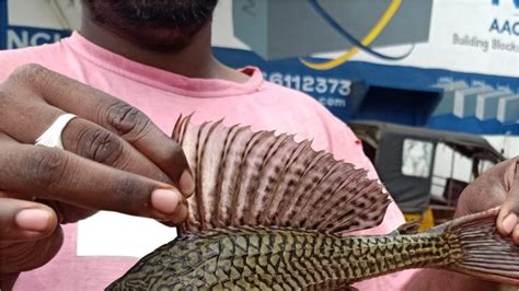 Devil Fish: అమ్మో డెవిల్ ఫిష్..! ఆ చేప చాలా డేంజర్..? మరో ఫిరానా ...