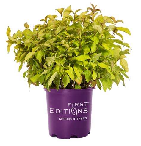 First Editions 2 gal Dogwood Neon Burst Live Shrubs - Walmart.com