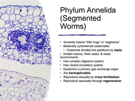 SOLUTION: Phylum annelida segmented worms - Studypool