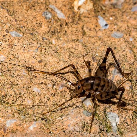 What on Earth is a Spider Cricket? | Family Handyman
