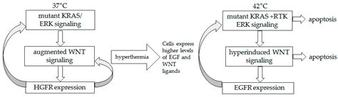 In Hyperthermia Increased ERK and WNT Signaling Suppress Colorectal ...