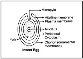 Human Reproduction, Class 12, Biology Chapter Notes PDF Download