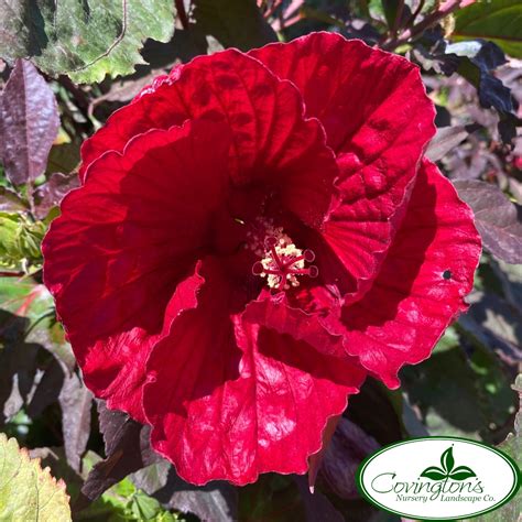HARDY HIBISCUS midnight marvel – Covingtons