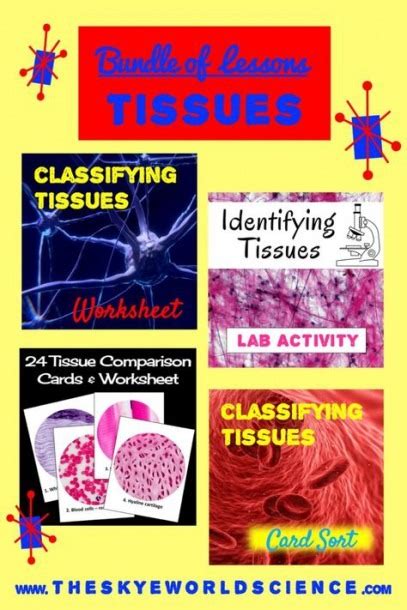 Classification of Tissues 的图像结果