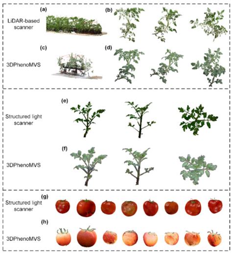 3DPhenoMVS: A Low-Cost 3D Tomato Phenotyping Pipeline Using 3D ...