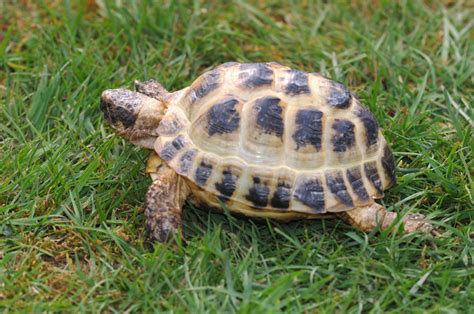 Image result for Tortoise