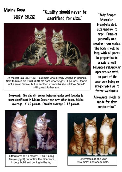 Maine Coon Cat Size Comparison