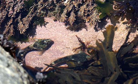 Phylum Porifera - Sponges — Coke Smith Wildlife