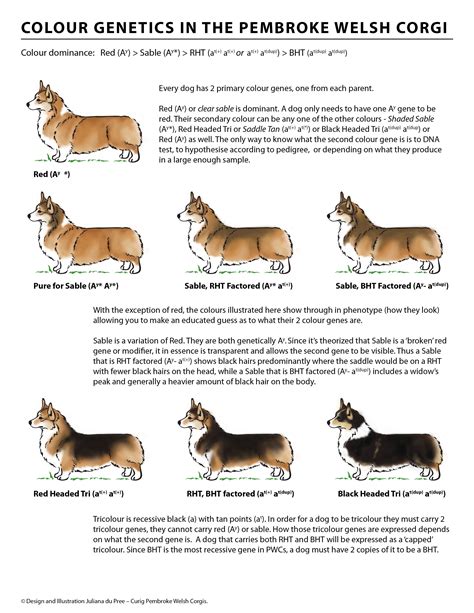 Pembroke Welsh corgi color breeding chart - Google Search | Pembroke ...