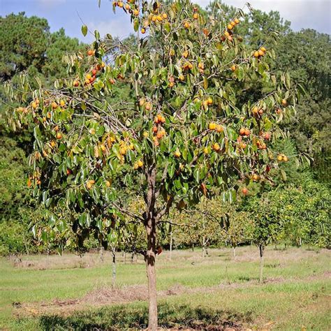 Saijo Persimmon Tree - High-Quality Fruit Production India | Ubuy