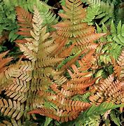 Image result for Brilliance Autumn Fern Plant Care
