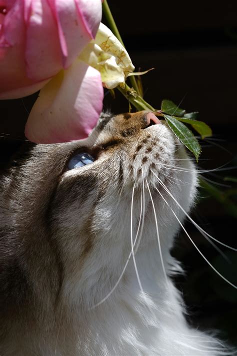 Cat With Rose Flower Photos, Download The BEST Free Cat With Rose ...