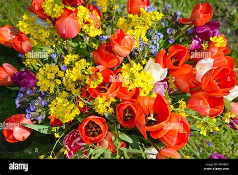 Spring Flower 的图像结果