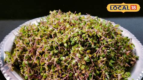 Summer Recipe: उन्हाळ्यात प्रत्येकानं खावी ही रानभाजी, फायदे पाहाल तर ...