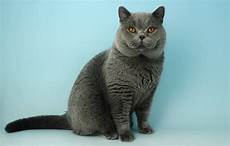 shorthair cat shorthair cat breed shorthair cat shorthair cat breed