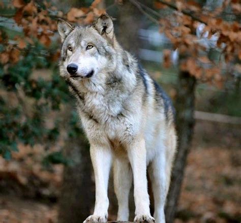 Unleash the Spirit: Native American Dog Names That Embody Harmony