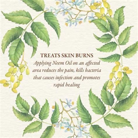 15 Incredible Benefits Of Neem Oil For Face and Skin - Kama Ayurveda