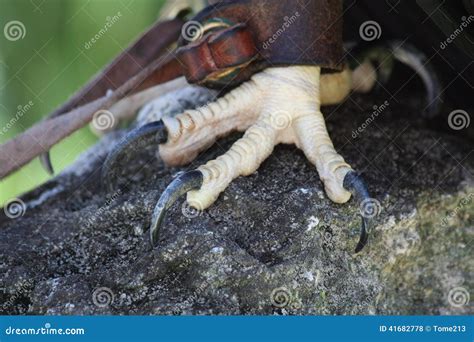 Talons stock photo. Image of nails, bird, prey, claw - 41682778
