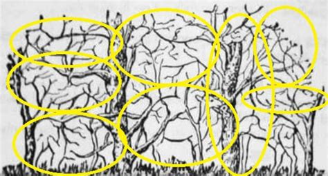 Viral Optical Illusion: There Are 8 Animals Hidden in This Black ...