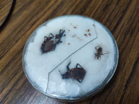 Si has sido picado por esta Chinche, podrías tener Chagas