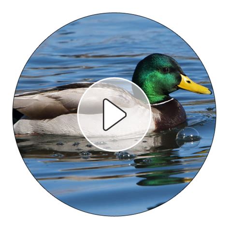 Duck Sounds And Ringtones - App on Amazon Appstore
