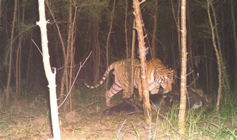 Tiger terror gives sleepless nights to people in Prathipadu; cage ...