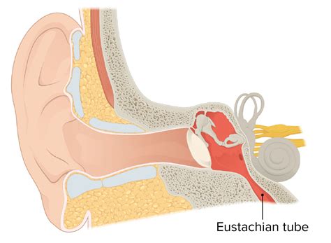 Ear: Anatomy | Concise Medical Knowledge
