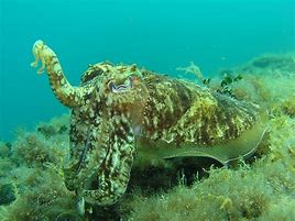 Image result for Octopus Baby Animal