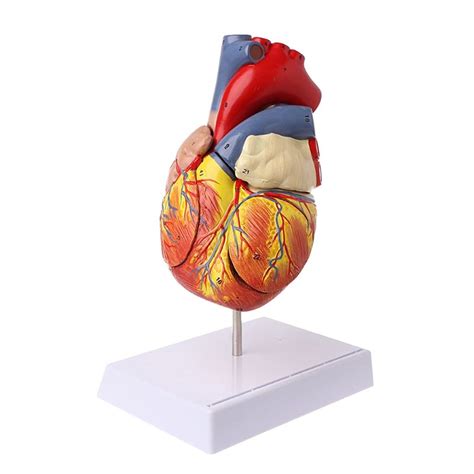Buy XIOFYA 1pc Disassembled Anatomical Human Heart Model Anatomy ...