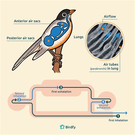 How Do Birds Breathe And The Efficient Respiratory System Of Birds – Birdfy