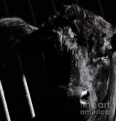 Image result for Angelus Paint Tutorial Cow Pattern