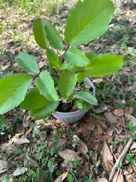 Leaf of Life, RARE KALANCHOE PINNATA. Miracle Leaf, Air Plants ...