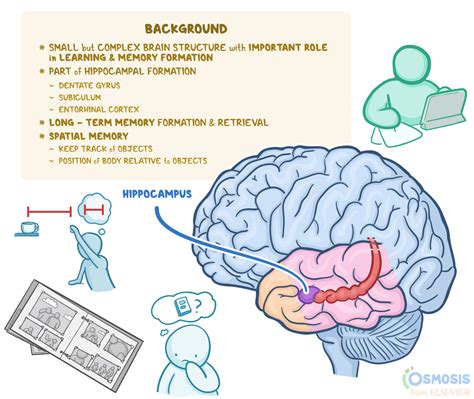 Human Brain Memory 的图像结果