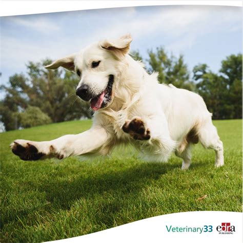 Reverse sneezing in dogs | Veterinary 33