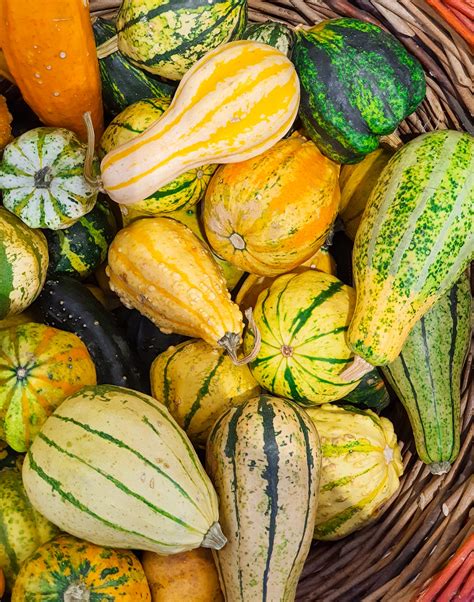 Gourds Assortment Free Stock Photo - Public Domain Pictures