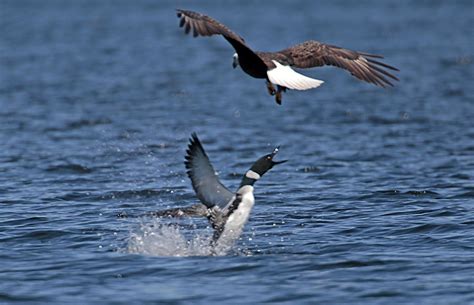 While bald eagles are apex predators, the common loon is quite capable of defending itself ...