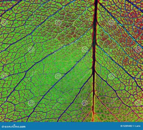 Leaf Veins Royalty-Free Stock Image | CartoonDealer.com #55501270