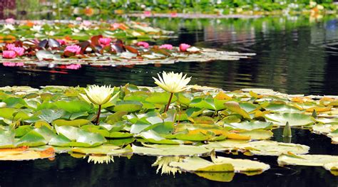 Habitat Of Water Lily
