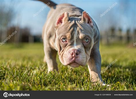 Pocket American Bully Puppies