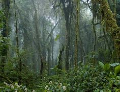 Image result for tropical cloud forest