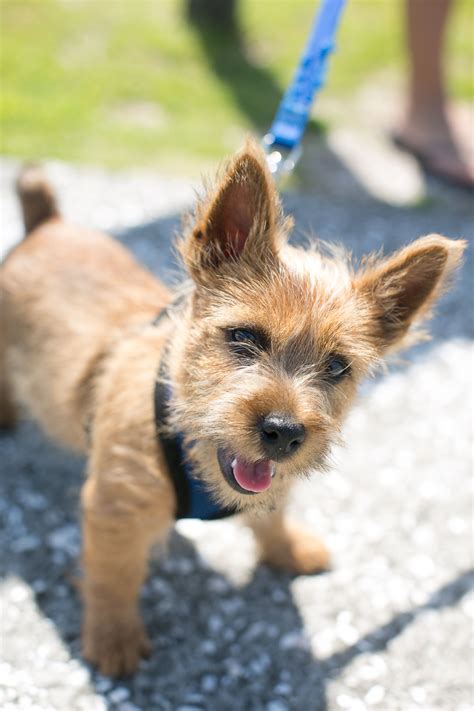 38 HQ Photos Norwich Terrier Puppies Michigan / Norfolk Terrier ...